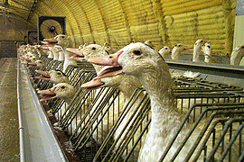Animals and birds need our help Ducks